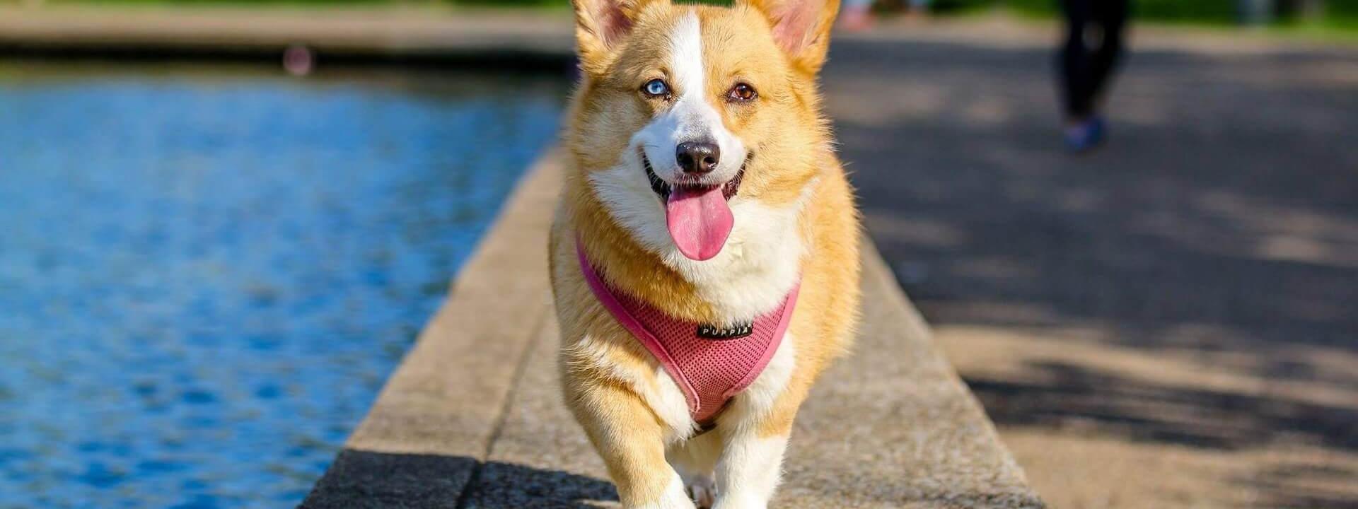 animal-corgi-dog