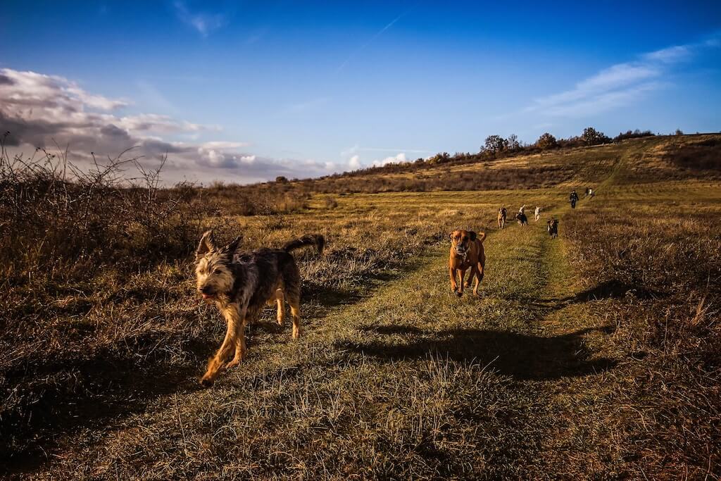 animals-canine-dogs