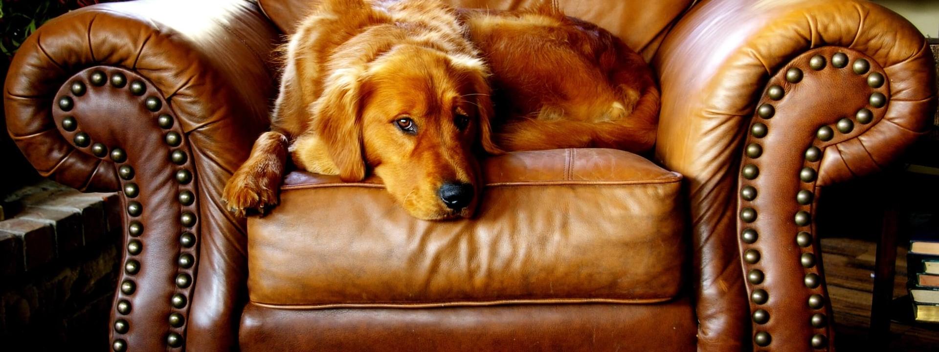 canine-chair-cushion