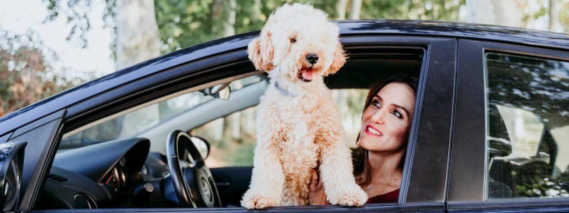A Traveling Pet Owner’s Guide to Dog Road Trip Essentials 